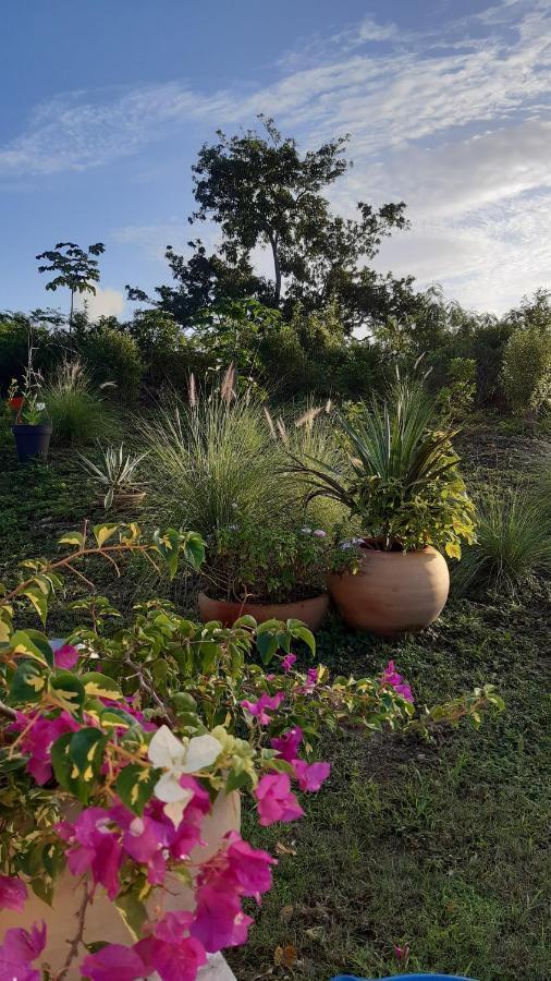 P'Tites Chambres Dans La Campagne De Marie Galante Grand-Bourg  Esterno foto